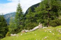 2015-06-25_05Drijaggenalm (173)b.JPG
